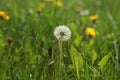 Morning landscape,ÃÂ White dandelion with green background, nature green backgound